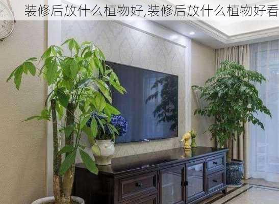 装修后放什么植物好,装修后放什么植物好看