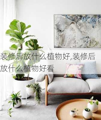 装修后放什么植物好,装修后放什么植物好看