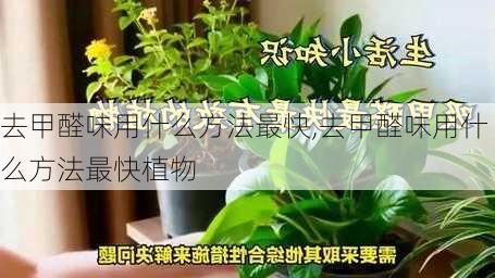 去甲醛味用什么方法最快,去甲醛味用什么方法最快植物