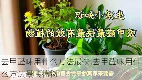 去甲醛味用什么方法最快,去甲醛味用什么方法最快植物