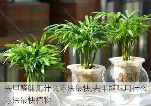 去甲醛味用什么方法最快,去甲醛味用什么方法最快植物