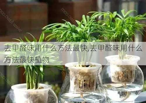 去甲醛味用什么方法最快,去甲醛味用什么方法最快植物