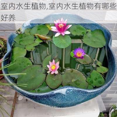 室内水生植物,室内水生植物有哪些好养