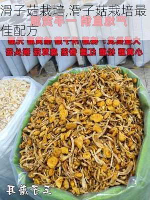 滑子菇栽培,滑子菇栽培最佳配方