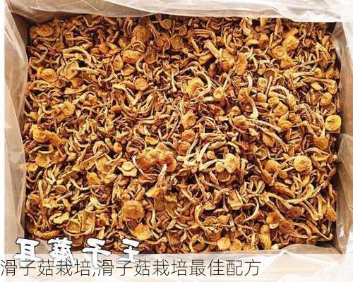 滑子菇栽培,滑子菇栽培最佳配方