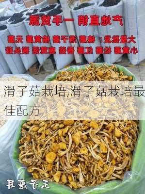 滑子菇栽培,滑子菇栽培最佳配方