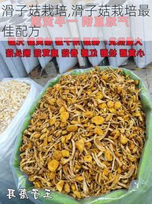 滑子菇栽培,滑子菇栽培最佳配方