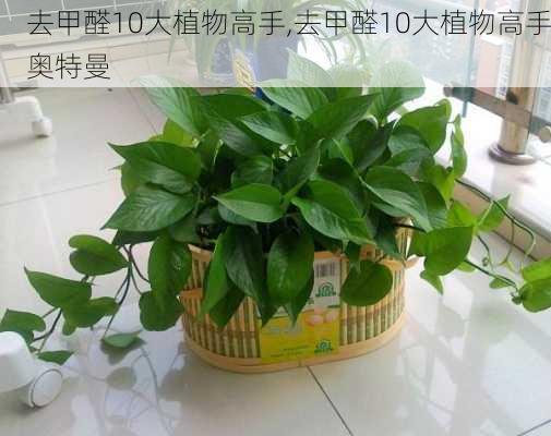 去甲醛10大植物高手,去甲醛10大植物高手奥特曼