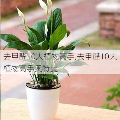 去甲醛10大植物高手,去甲醛10大植物高手奥特曼