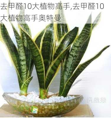 去甲醛10大植物高手,去甲醛10大植物高手奥特曼