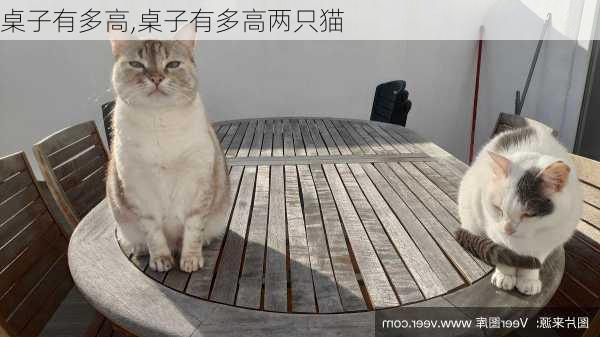 桌子有多高,桌子有多高两只猫