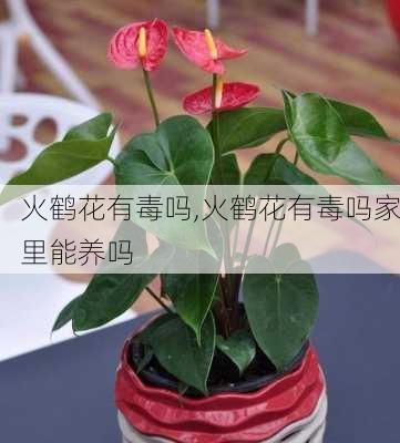 火鹤花有毒吗,火鹤花有毒吗家里能养吗