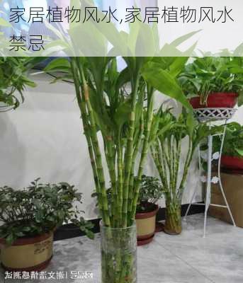 家居植物风水,家居植物风水禁忌