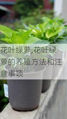 花叶绿萝,花叶绿萝的养殖方法和注意事项