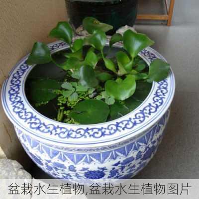 盆栽水生植物,盆栽水生植物图片