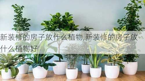 新装修的房子放什么植物,新装修的房子放什么植物好