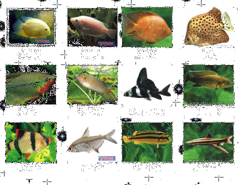 淡水观赏鱼的种类图片,淡水观赏鱼的种类图片和名字大全