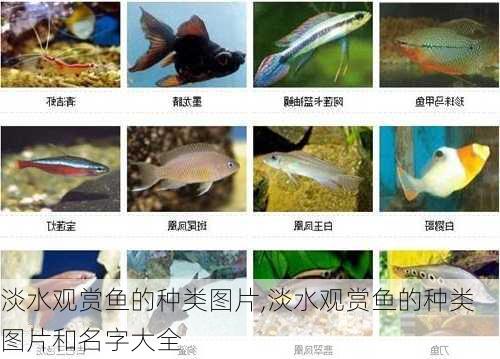 淡水观赏鱼的种类图片,淡水观赏鱼的种类图片和名字大全