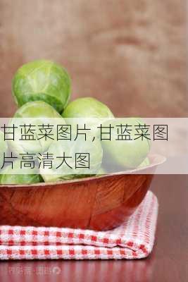 甘蓝菜图片,甘蓝菜图片高清大图