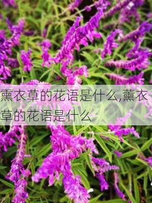 熏衣草的花语是什么,薰衣草的花语是什么