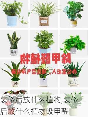 装修后放什么植物,装修后放什么植物吸甲醛