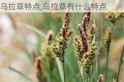 乌拉草特点,乌拉草有什么特点