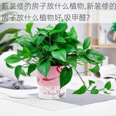 新装修的房子放什么植物,新装修的房子放什么植物好,吸甲醛?