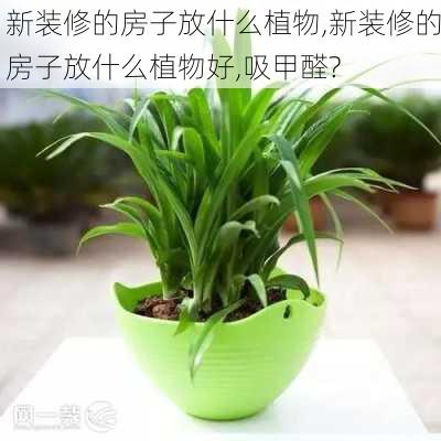 新装修的房子放什么植物,新装修的房子放什么植物好,吸甲醛?