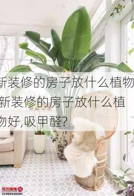 新装修的房子放什么植物,新装修的房子放什么植物好,吸甲醛?