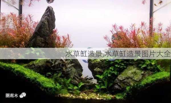 水草缸造景,水草缸造景图片大全