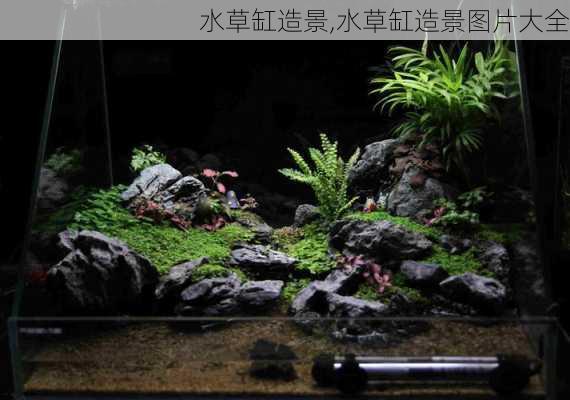 水草缸造景,水草缸造景图片大全