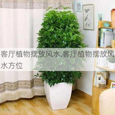 客厅植物摆放风水,客厅植物摆放风水方位