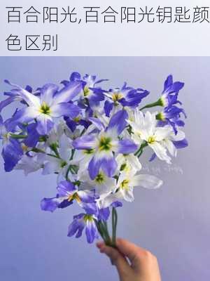 百合阳光,百合阳光钥匙颜色区别