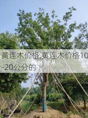 黄连木价格,黄连木价格10-20公分的