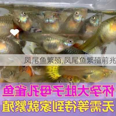 凤尾鱼繁殖,凤尾鱼繁殖前兆