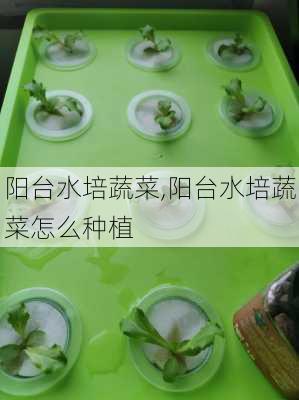 阳台水培蔬菜,阳台水培蔬菜怎么种植