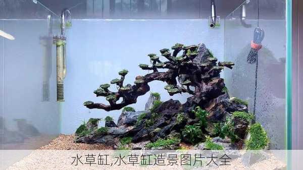 水草缸,水草缸造景图片大全