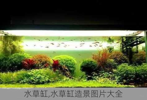 水草缸,水草缸造景图片大全